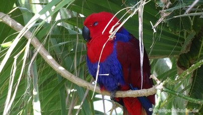 LoroParque2015 (5).JPG