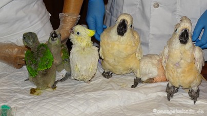 LoroParque2015 (50).JPG