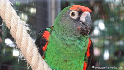 LoroParque2015 (51).JPG