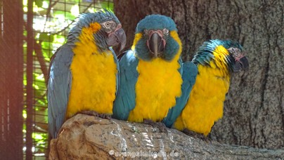 LoroParque2015 (53).JPG