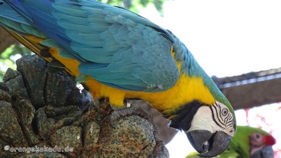 LoroParque2015 (55).JPG