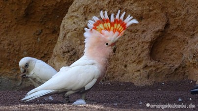 LoroParque2015 (57).JPG