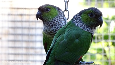 LoroParque2015 (59).JPG