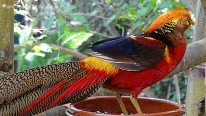 LoroParque2015 (6).JPG