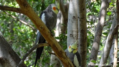 LoroParque2015 (61).JPG