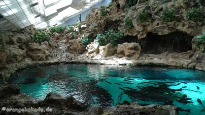 LoroParque2015 (64).JPG