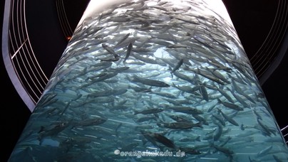 LoroParque2015 (66).JPG