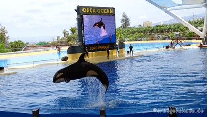 LoroParque2015 (7).JPG