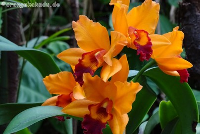 LoroParque2016 (1).jpg