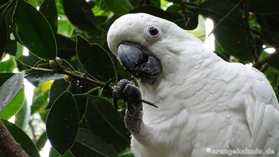 LoroParque2016 (10).jpg