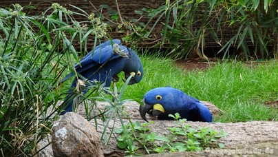 LoroParque2016 (100).jpg