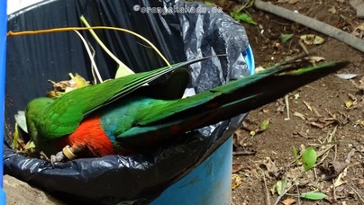 LoroParque2016 (11).jpg