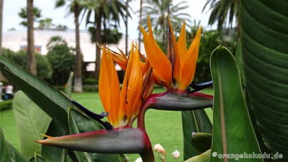 LoroParque2016 (12).jpg