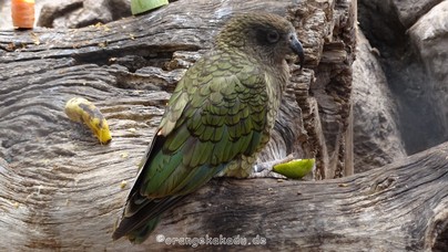 LoroParque2016 (13).jpg