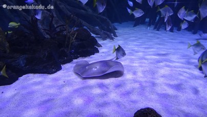 LoroParque2016 (14).jpg