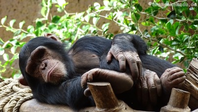 LoroParque2016 (15).jpg