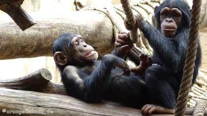 LoroParque2016 (16).jpg