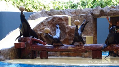 LoroParque2016 (18).jpg