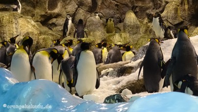 LoroParque2016 (19).jpg