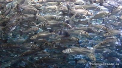 LoroParque2016 (20).jpg