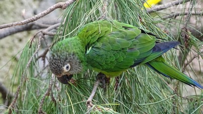 LoroParque2016 (23).jpg