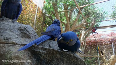 LoroParque2016 (24).jpg