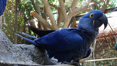 LoroParque2016 (25).jpg