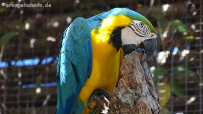 LoroParque2016 (26).jpg