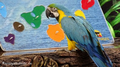 LoroParque2016 (27).jpg