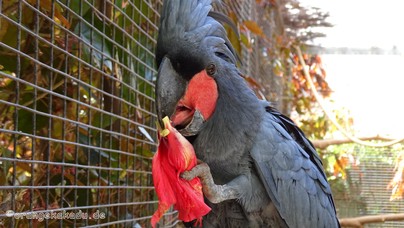 LoroParque2016 (29).jpg