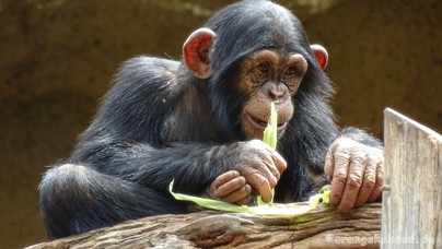 LoroParque2016 (3).jpg