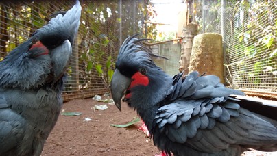 LoroParque2016 (30).jpg