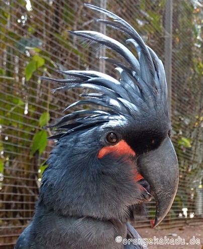 LoroParque2016 (31).jpg