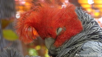 LoroParque2016 (32).jpg