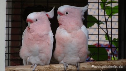 LoroParque2016 (33).jpg