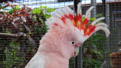 LoroParque2016 (34).jpg