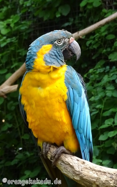 LoroParque2016 (35).jpg