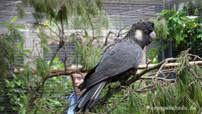 LoroParque2016 (36).jpg