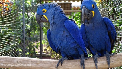 LoroParque2016 (37).jpg