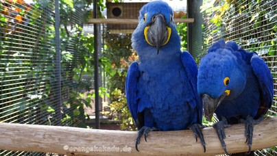 LoroParque2016 (38).jpg