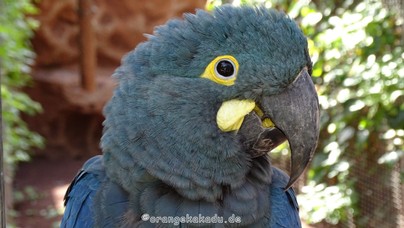 LoroParque2016 (39).jpg