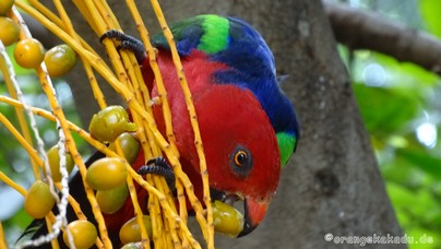 LoroParque2016 (4).jpg