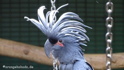 LoroParque2016 (40).jpg