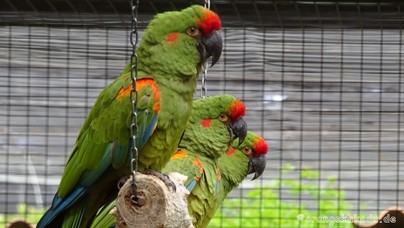 LoroParque2016 (41).jpg