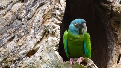 LoroParque2016 (42).jpg