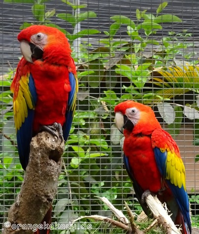 LoroParque2016 (43).jpg