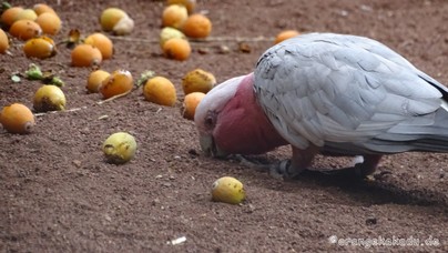 LoroParque2016 (44).jpg