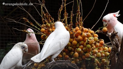 LoroParque2016 (45).jpg