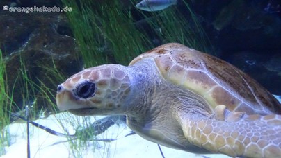 LoroParque2016 (46).jpg