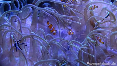 LoroParque2016 (47).jpg